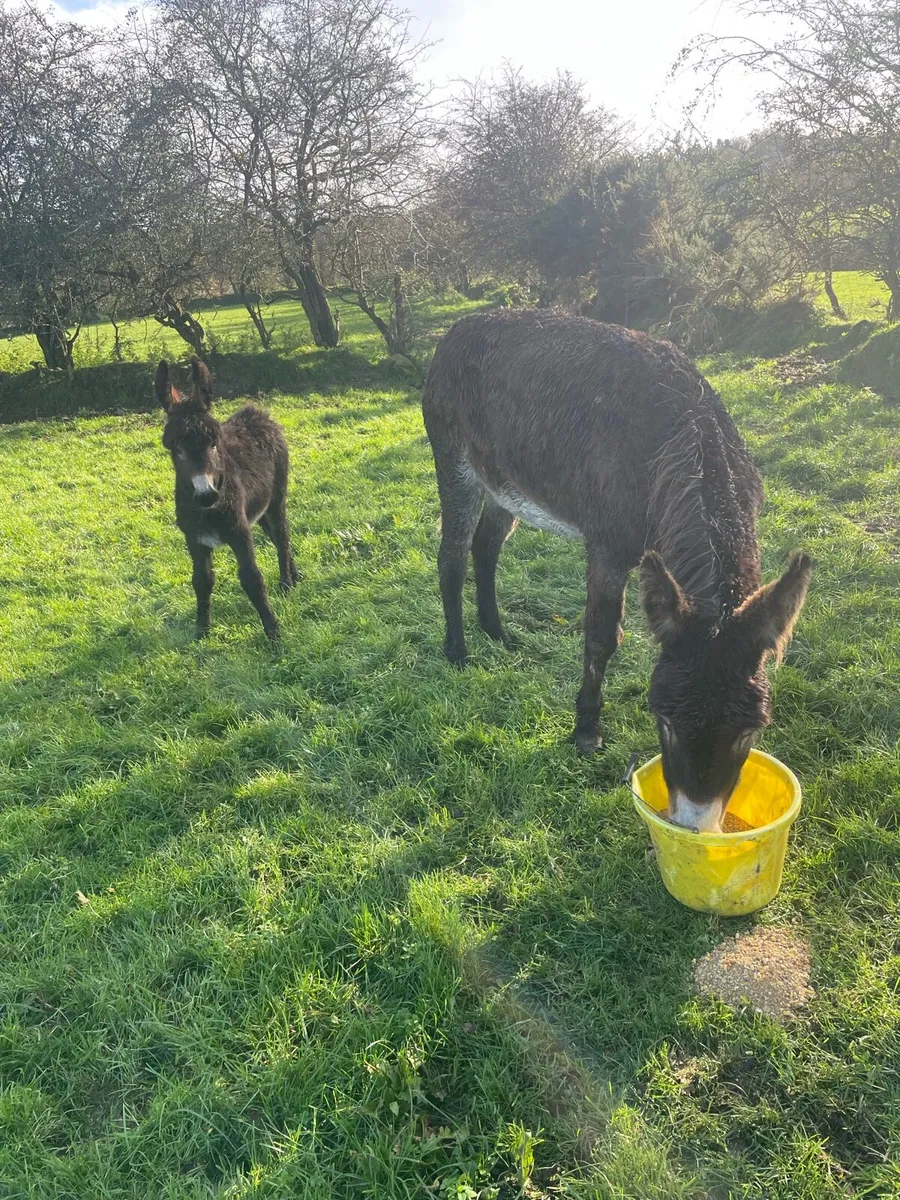 Donkey and foal - Image 1