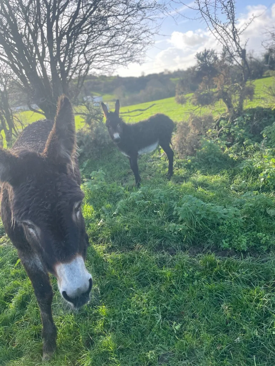 Donkey and foal - Image 2