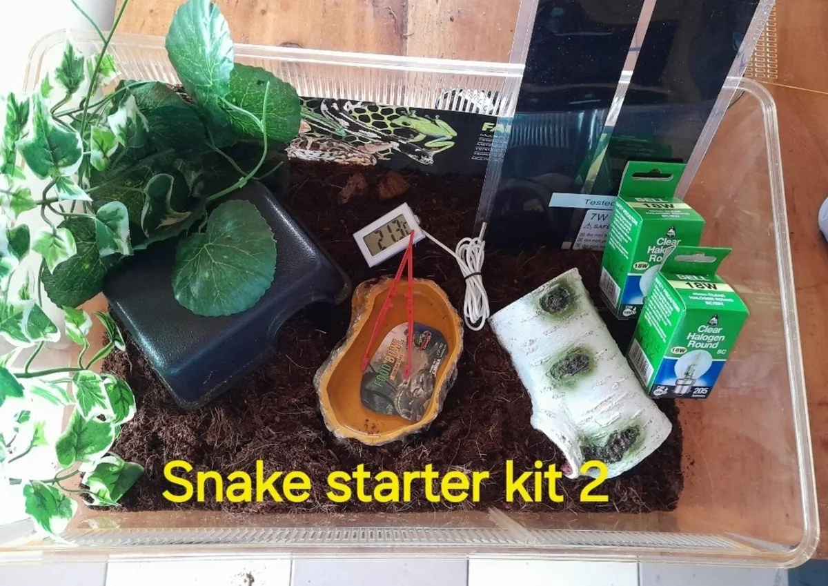 Corn Snake - Image 3