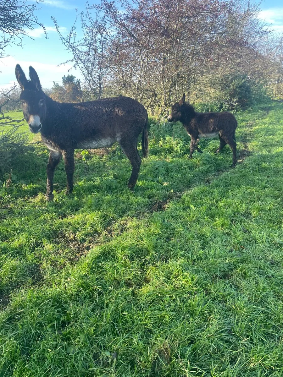 Donkey and foal - Image 3