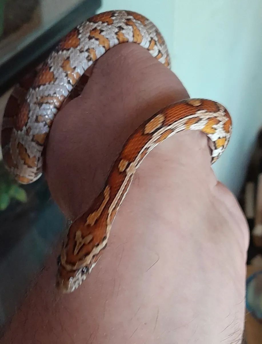 Corn Snake - Image 4