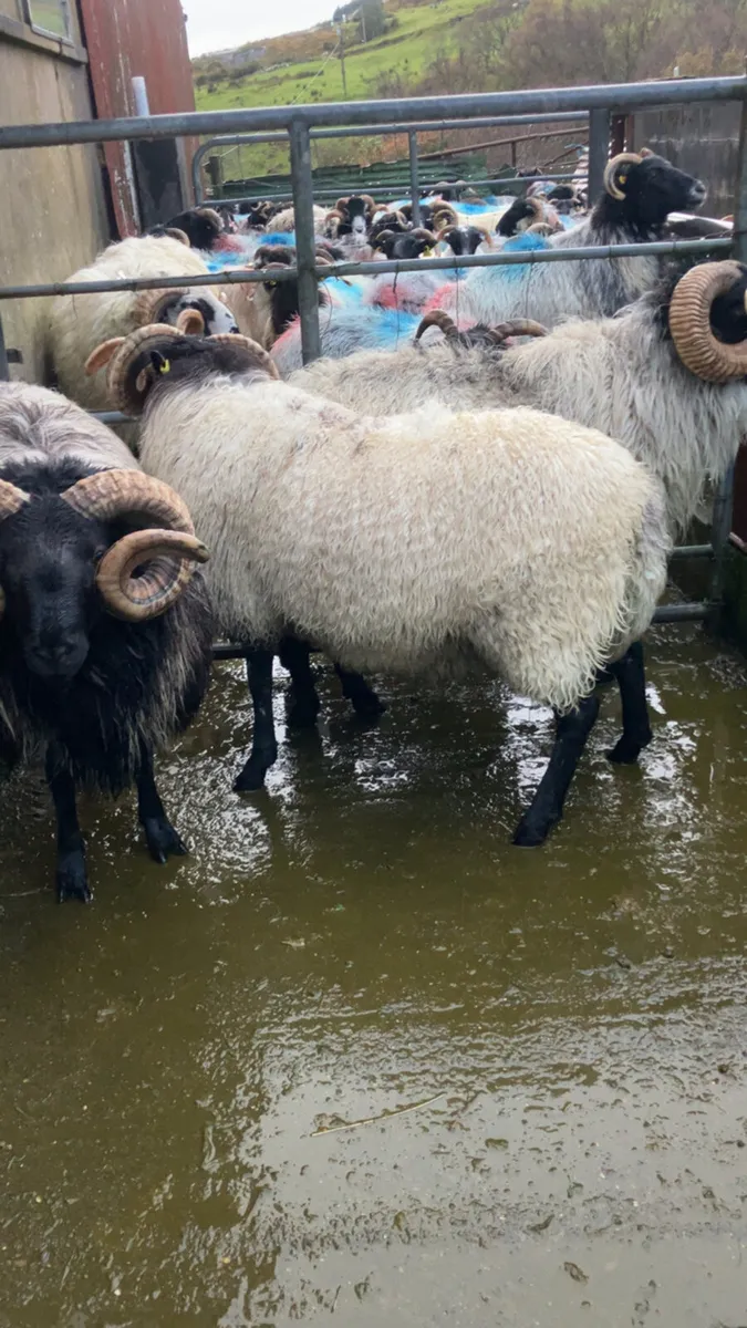 Mayo hogget ram for sale - Image 1