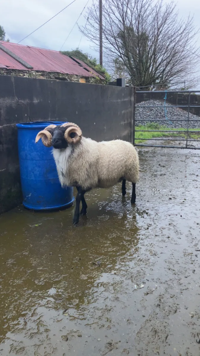 Mayo hogget ram for sale - Image 2