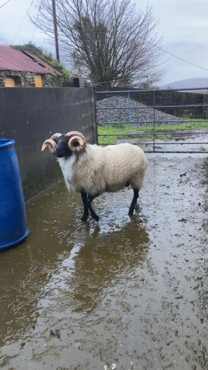 Mayo hogget ram for sale - Image 3