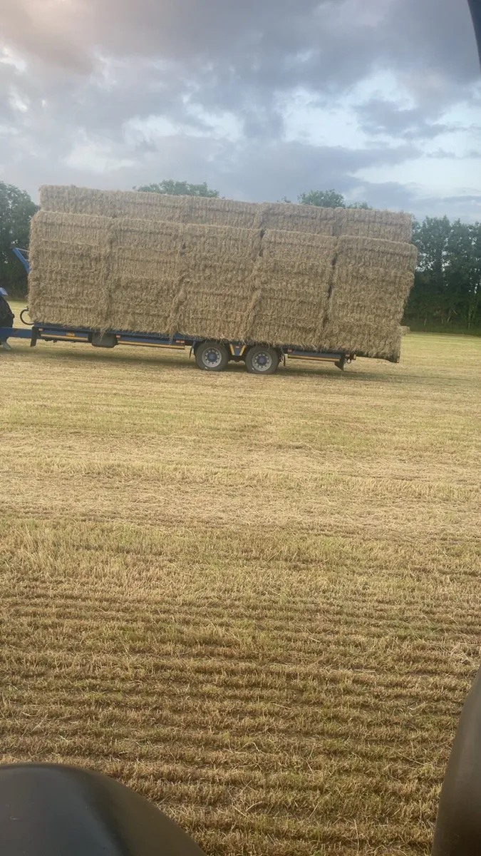 Race horse hay - Image 1