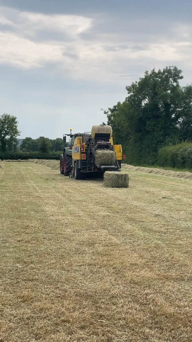 Race horse hay - Image 3
