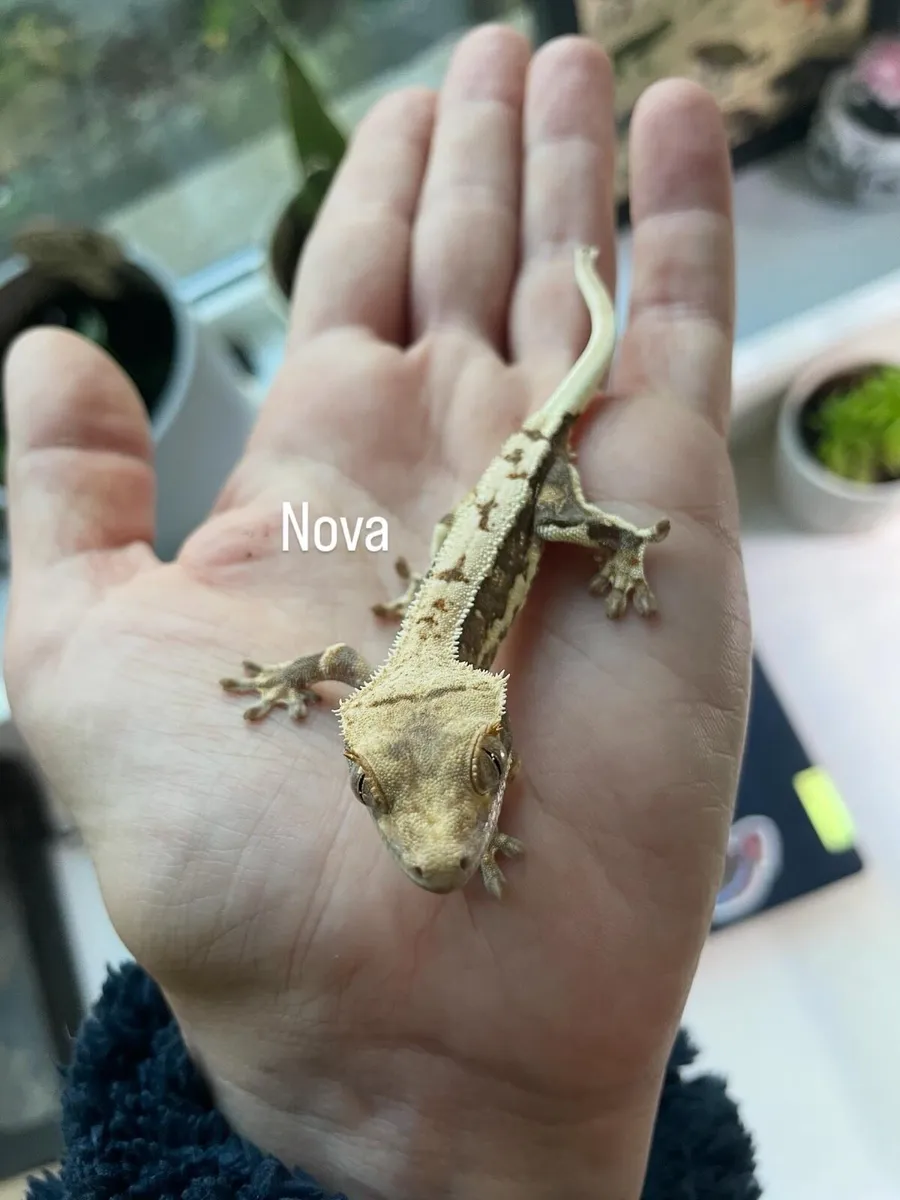 Baby crested gecko - Image 1