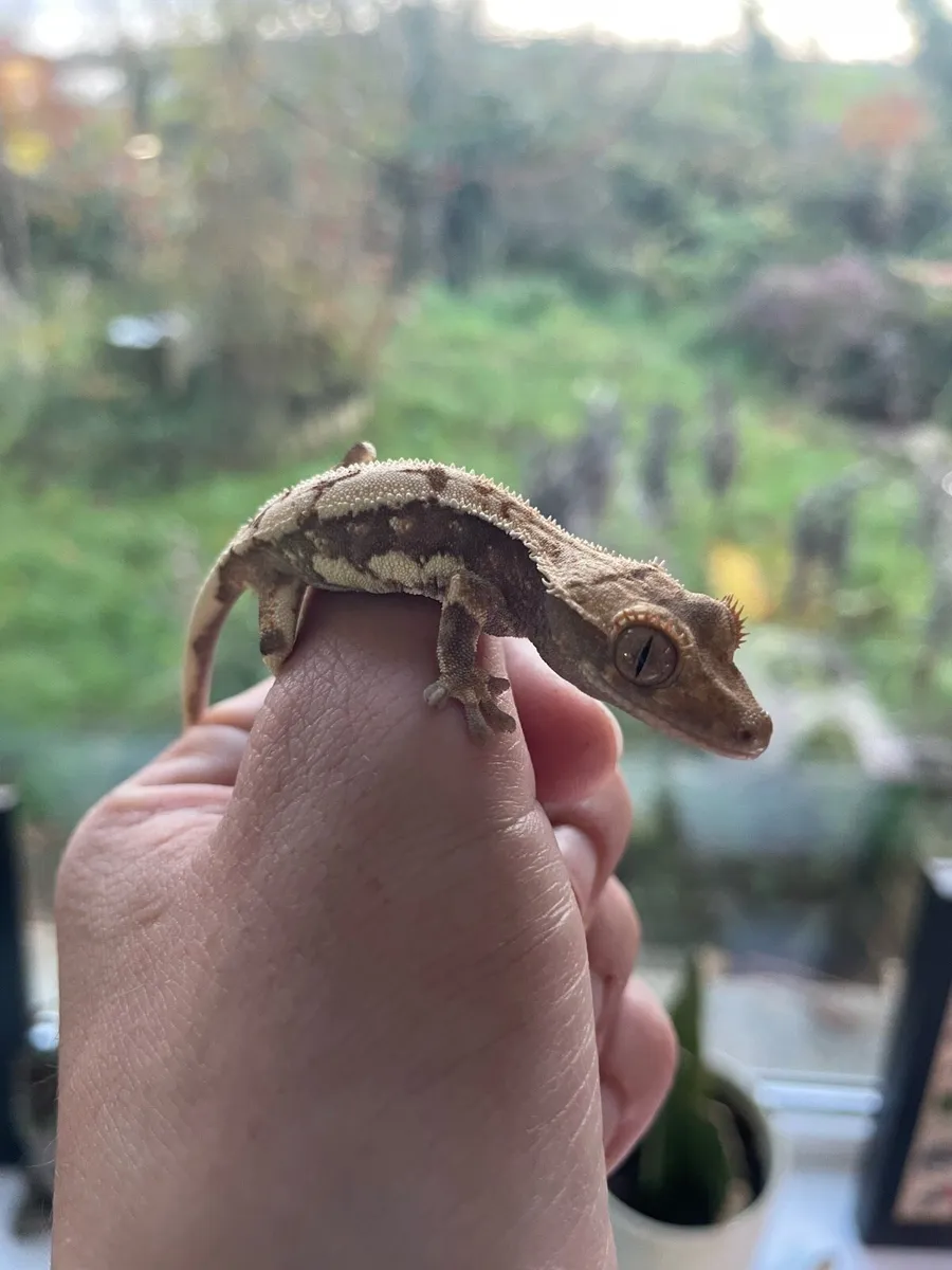 Baby crested gecko - Image 2