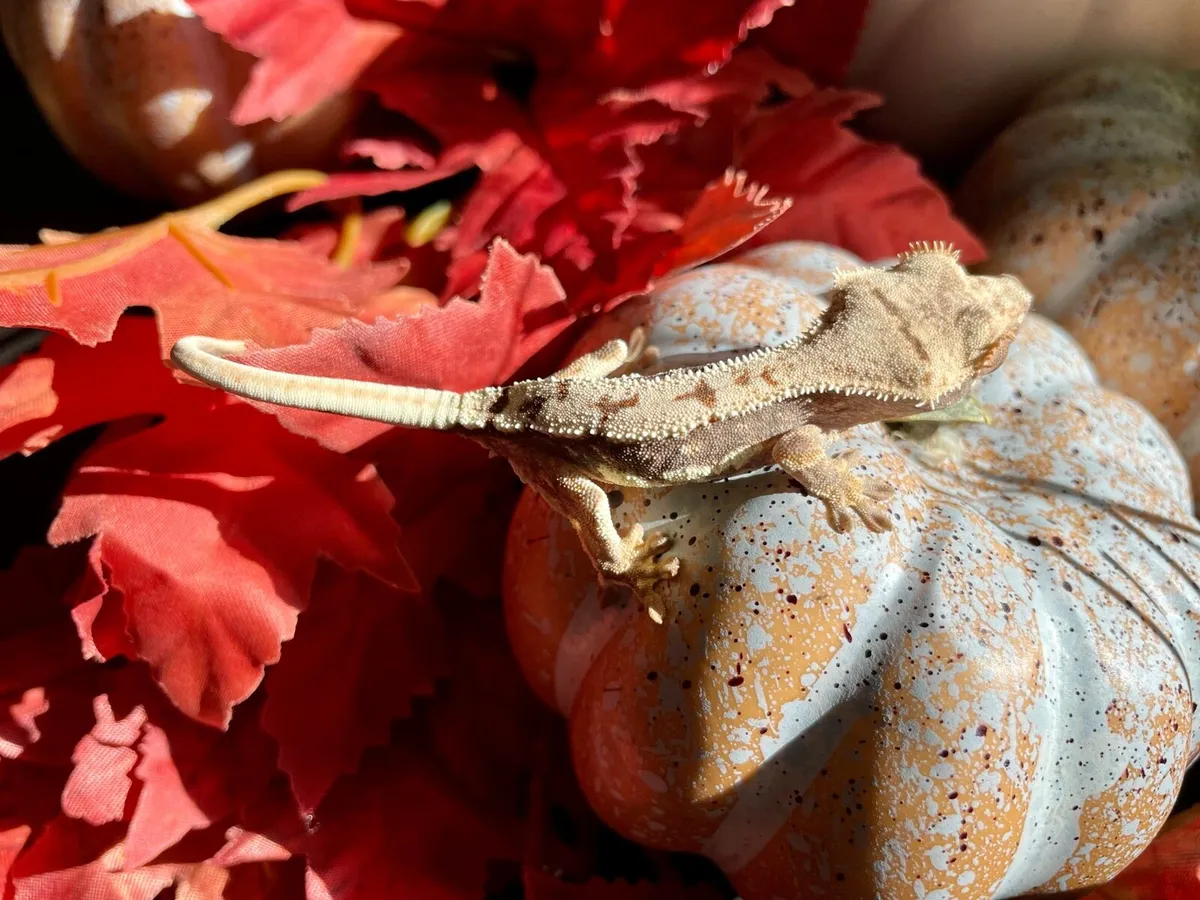 Baby crested gecko - Image 3