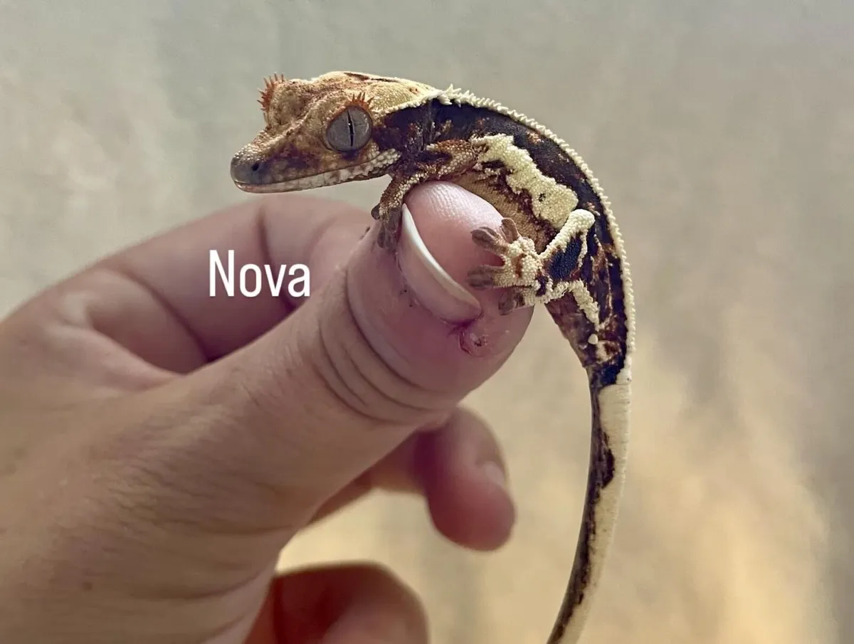 Baby crested gecko - Image 4