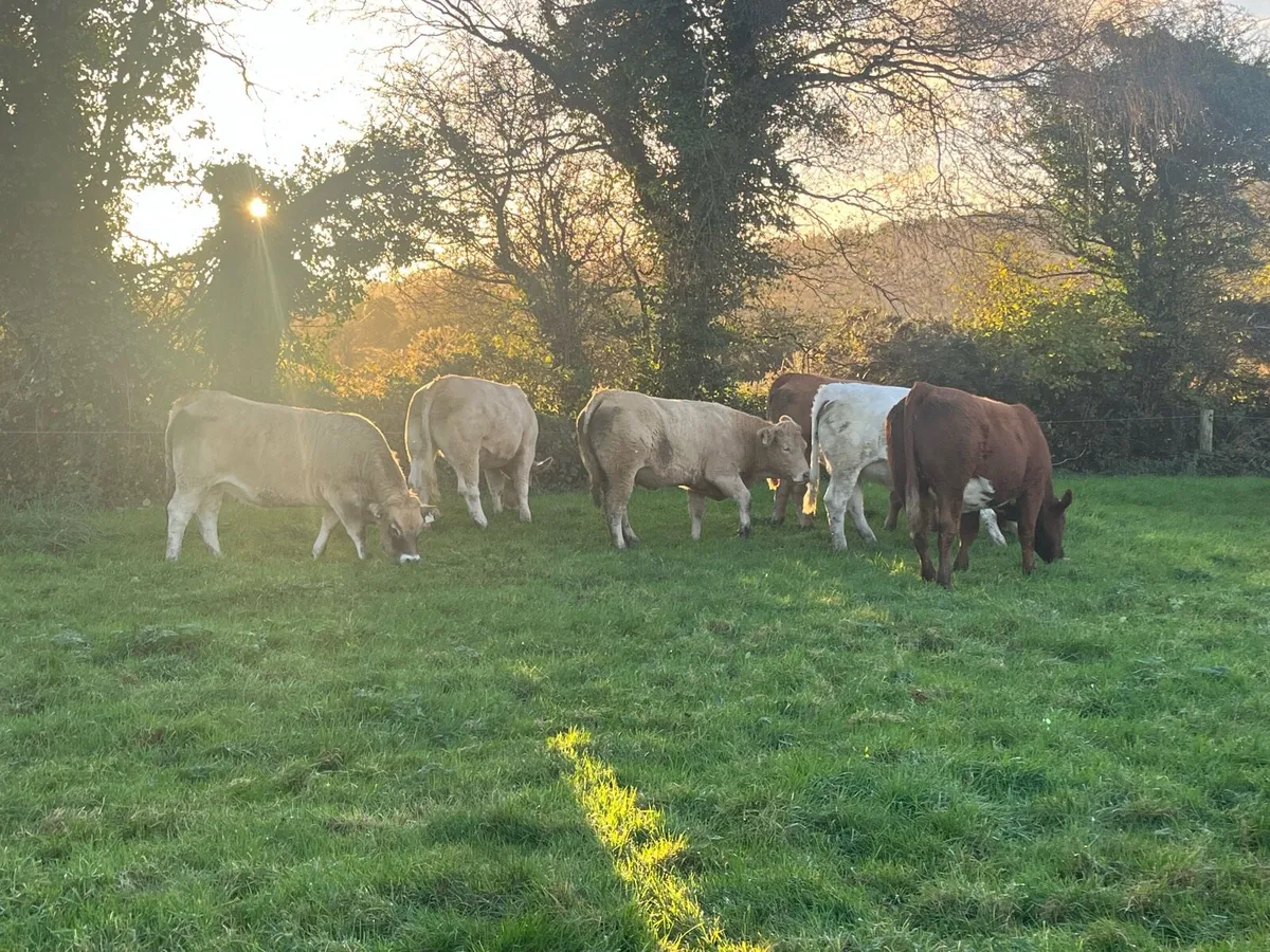 12 Top Quality Fully Organic Heifers - Image 1