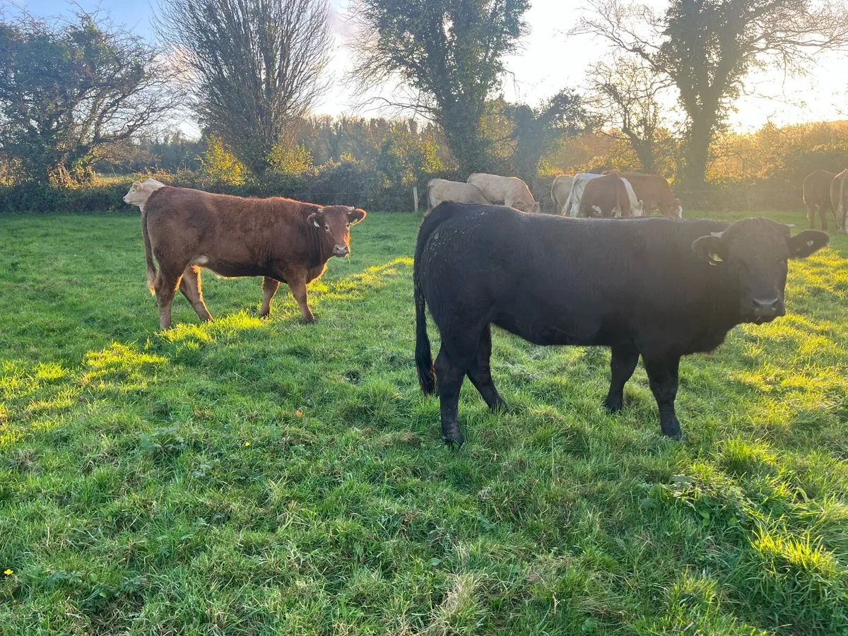 12 Top Quality Fully Organic Heifers - Image 2