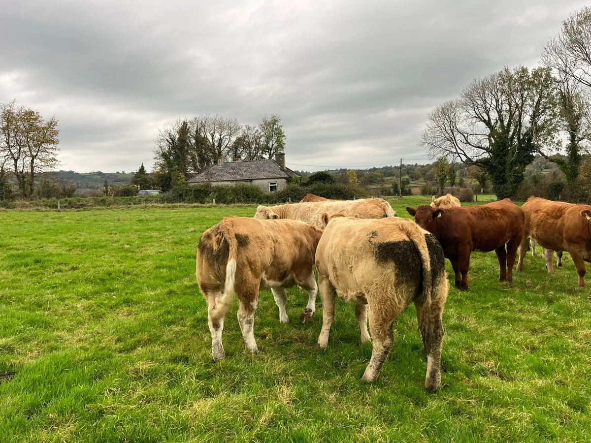 12 Top Quality Fully Organic Heifers - Image 3
