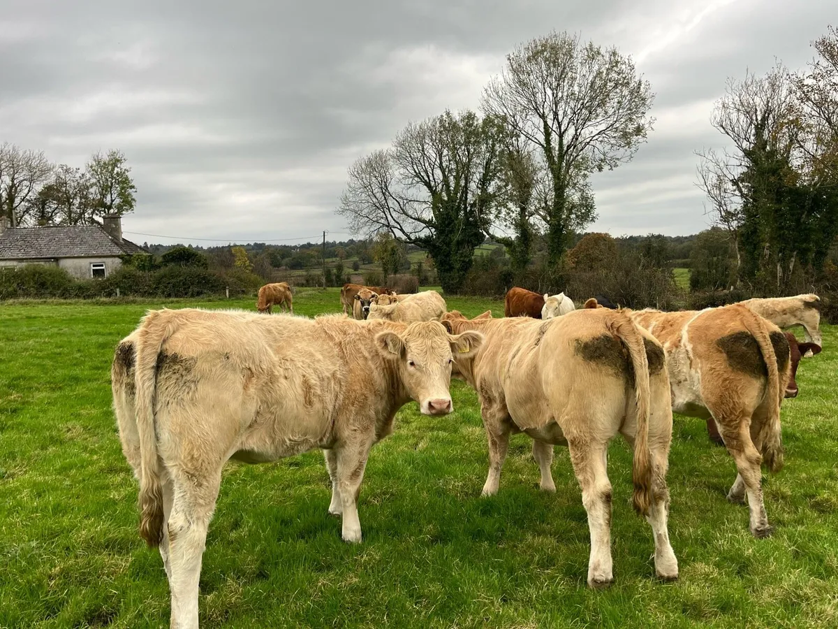 12 Top Quality Fully Organic Heifers - Image 4