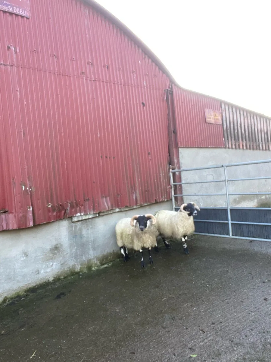 Lanark ram lambs - Image 1
