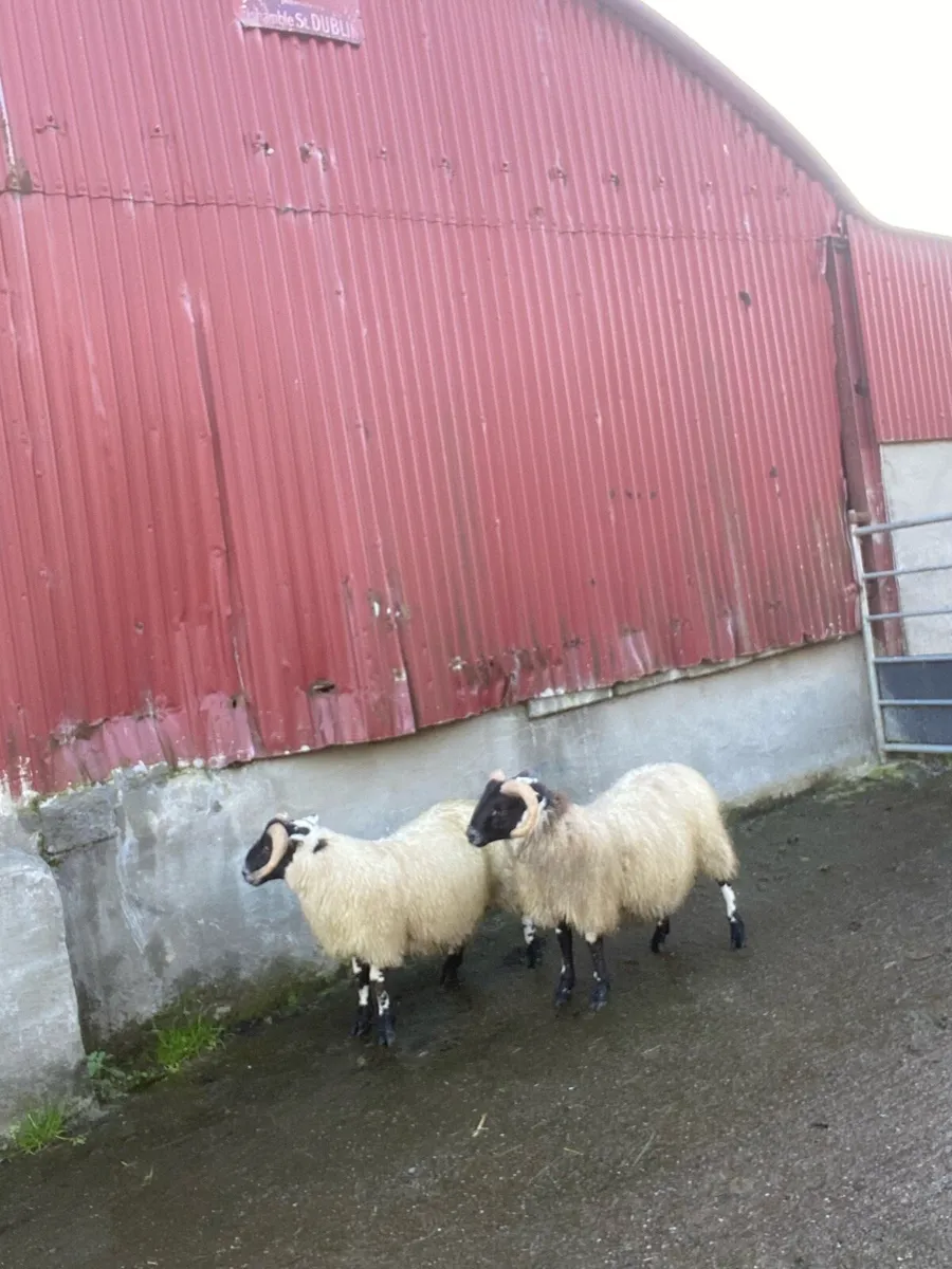 Lanark ram lambs - Image 2