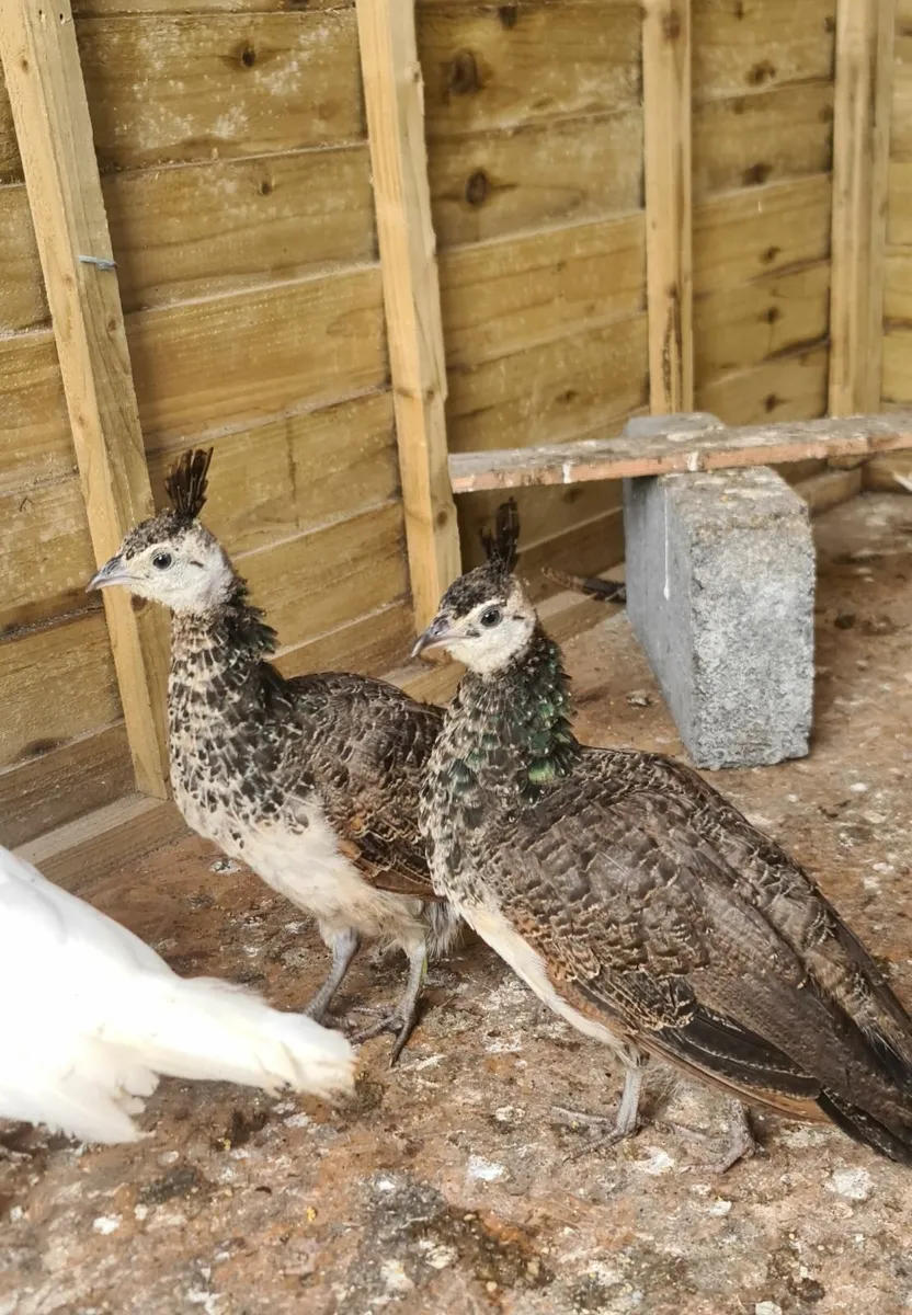 Indian Blue Peachicks - Image 1