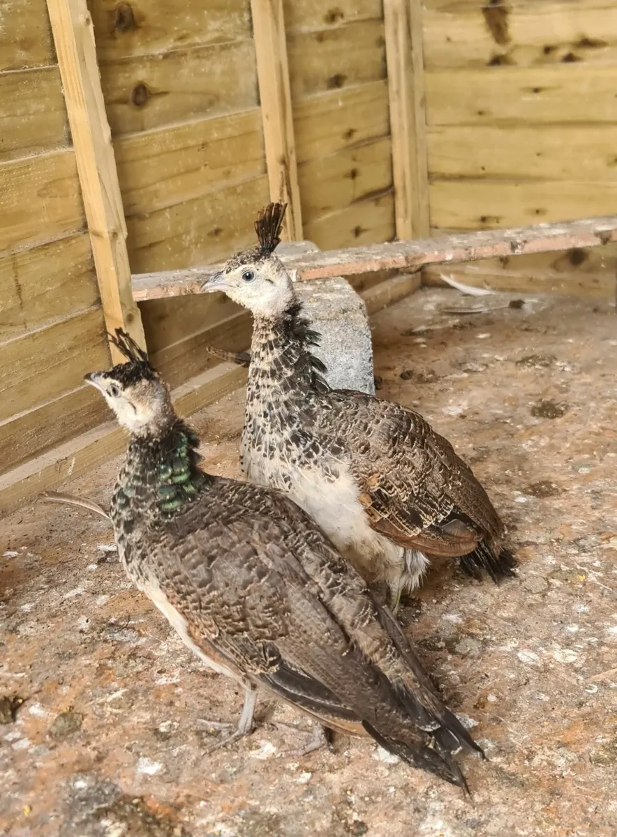 Indian Blue Peachicks - Image 2