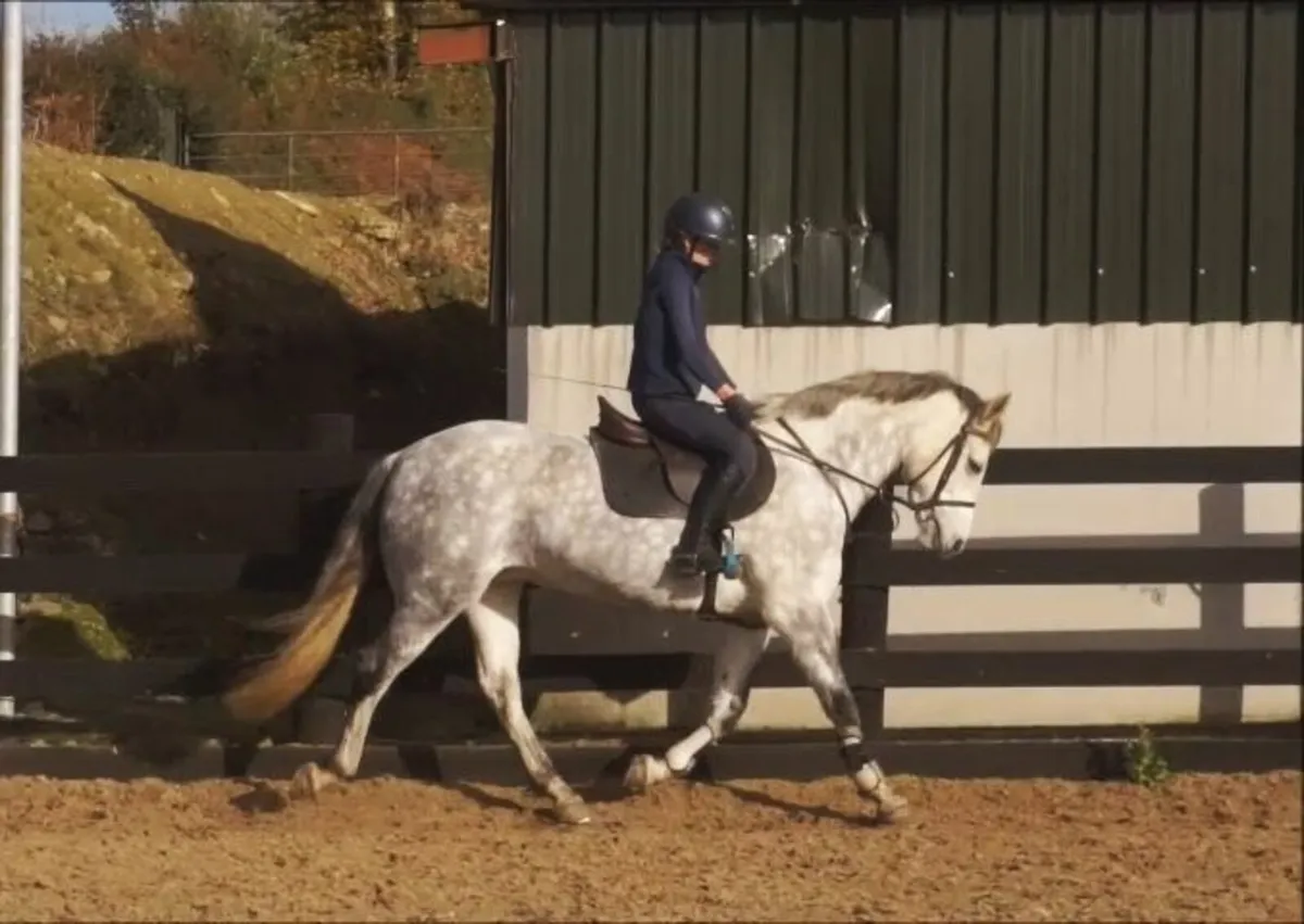 🌟 Top Potential 148cm Connemara 🌟 - Image 3