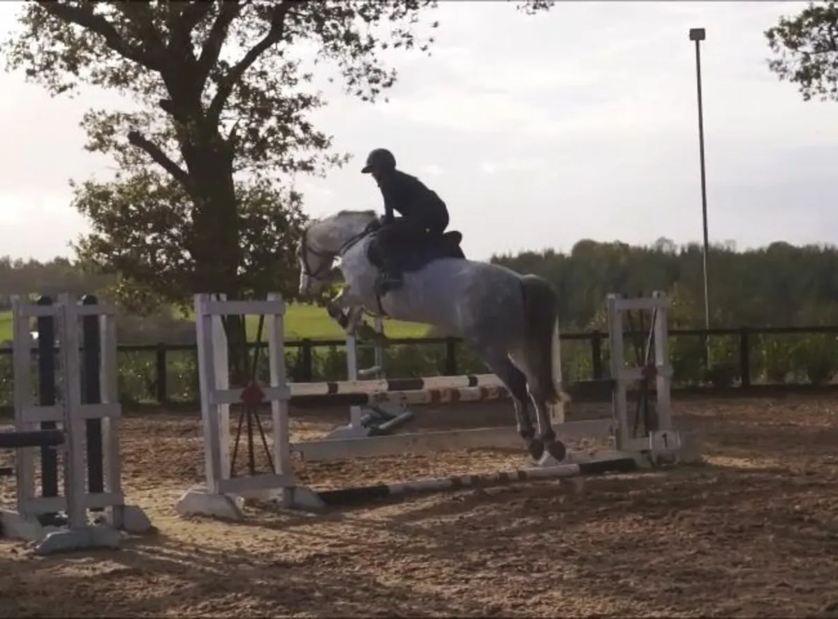 🌟 Top Potential 148cm Connemara 🌟 - Image 4