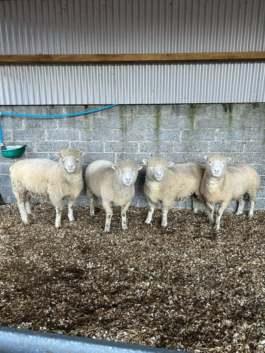 4, two year old dorsets - Image 1