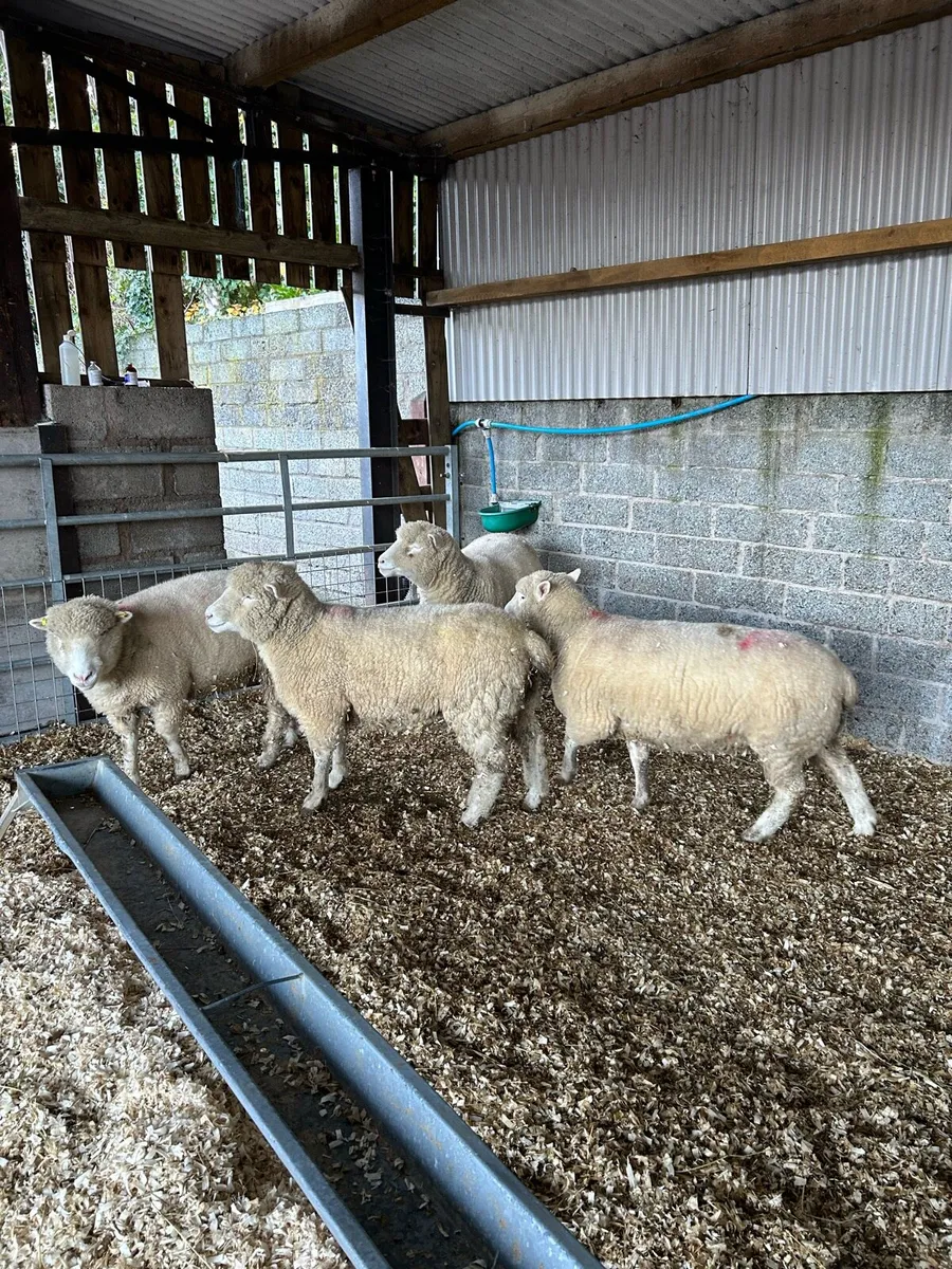 4, two year old dorsets - Image 2