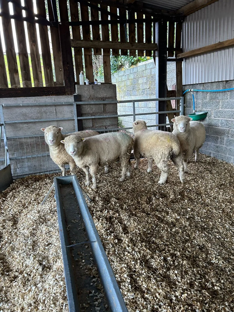 4, two year old dorsets - Image 3