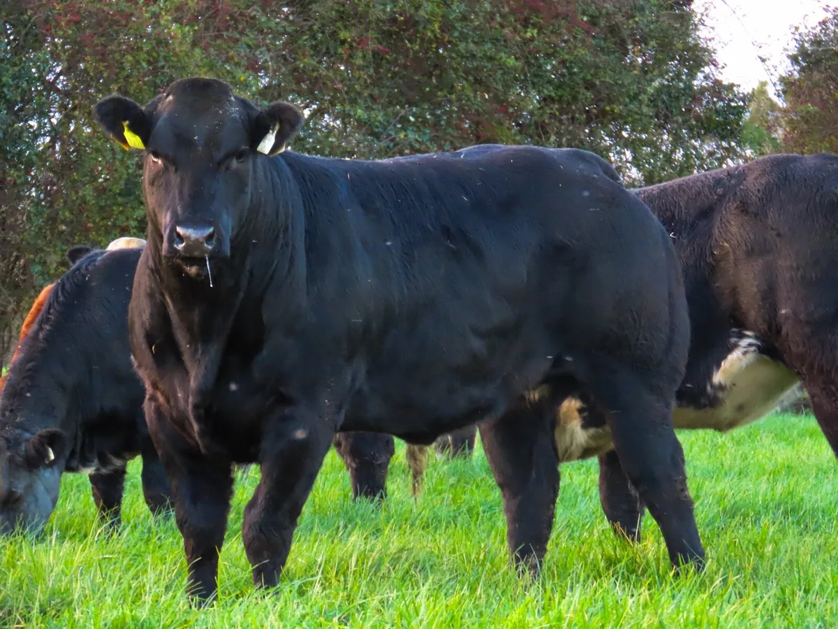 16 heifers for carrigallen mart 10th November - Image 1