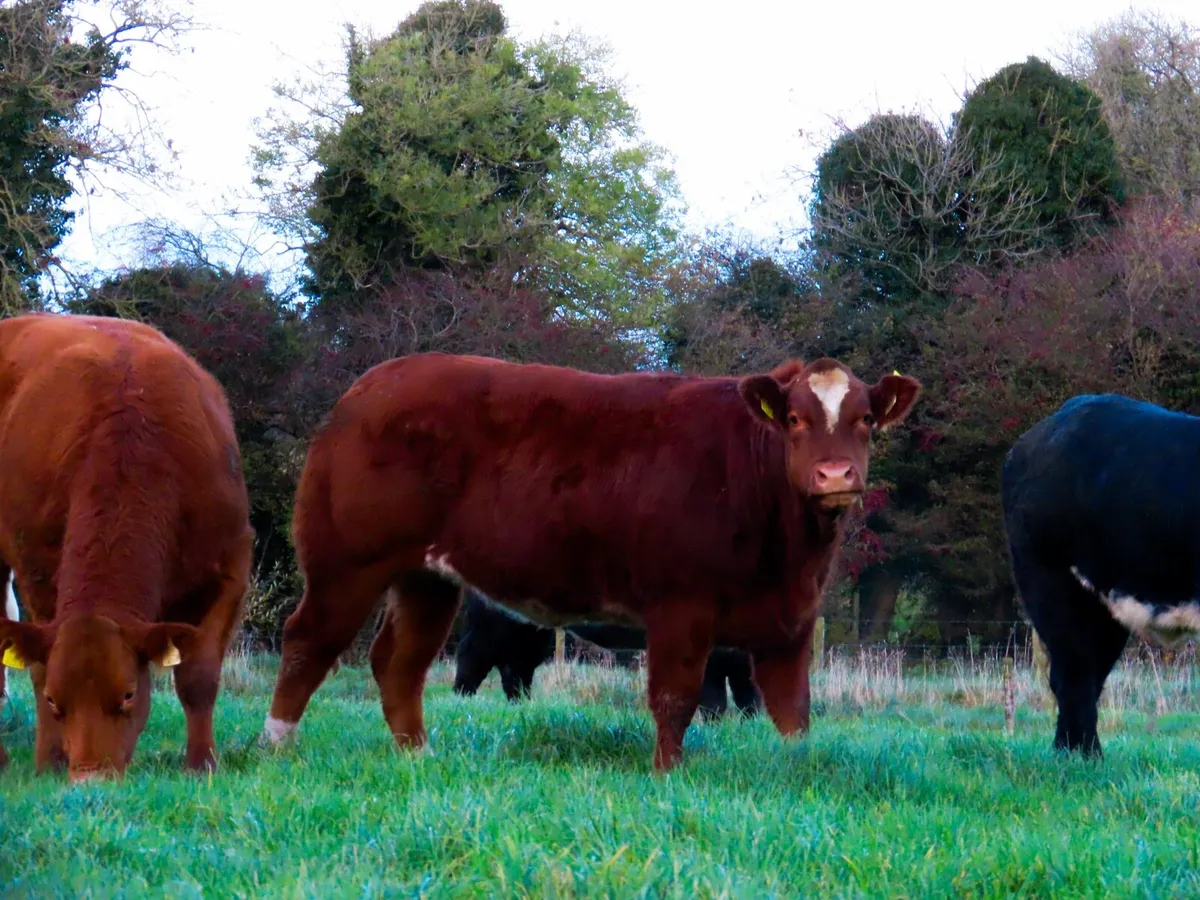 16 heifers for carrigallen mart 10th November - Image 2