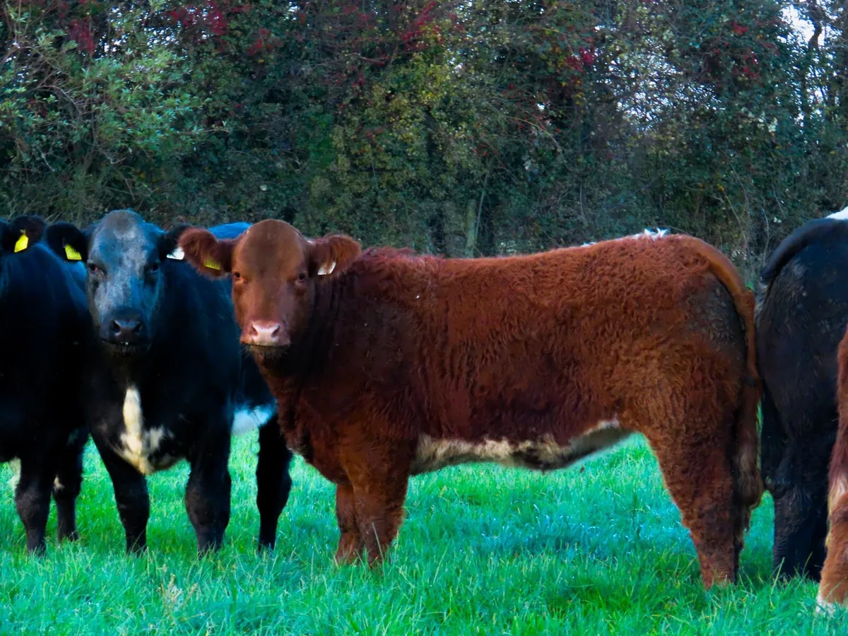 16 heifers for carrigallen mart 10th November - Image 3