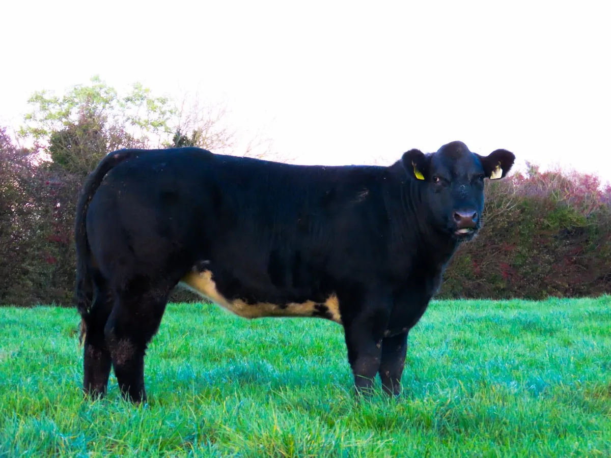 16 heifers for carrigallen mart 10th November - Image 4