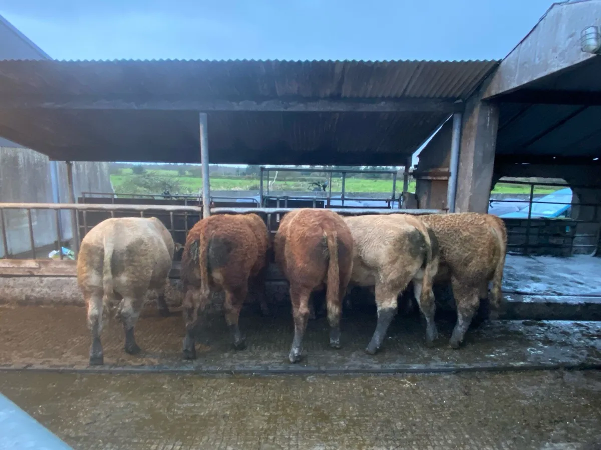 5 AI Bred Weanlings - Image 2