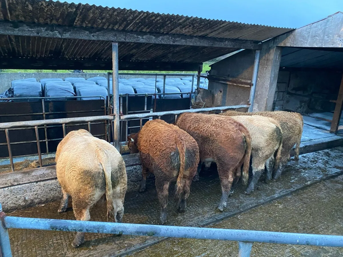 5 AI Bred Weanlings - Image 3