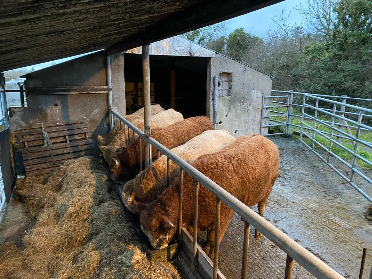 5 AI Bred Weanlings - Image 4