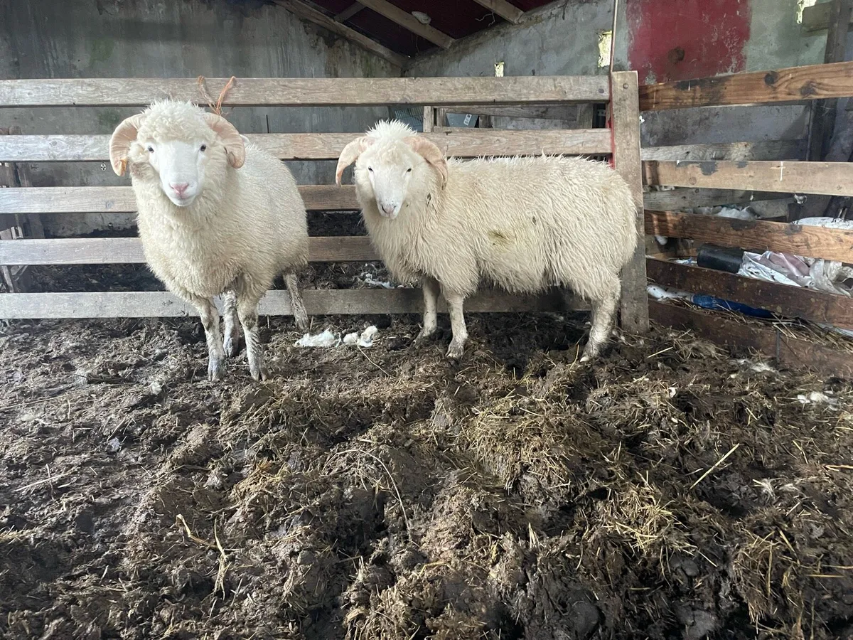 Dorset Horn Ram Lambs - Image 4