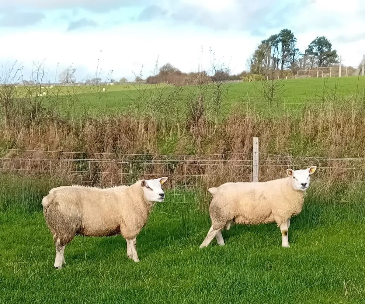 Texel Ram Lambs - Image 1
