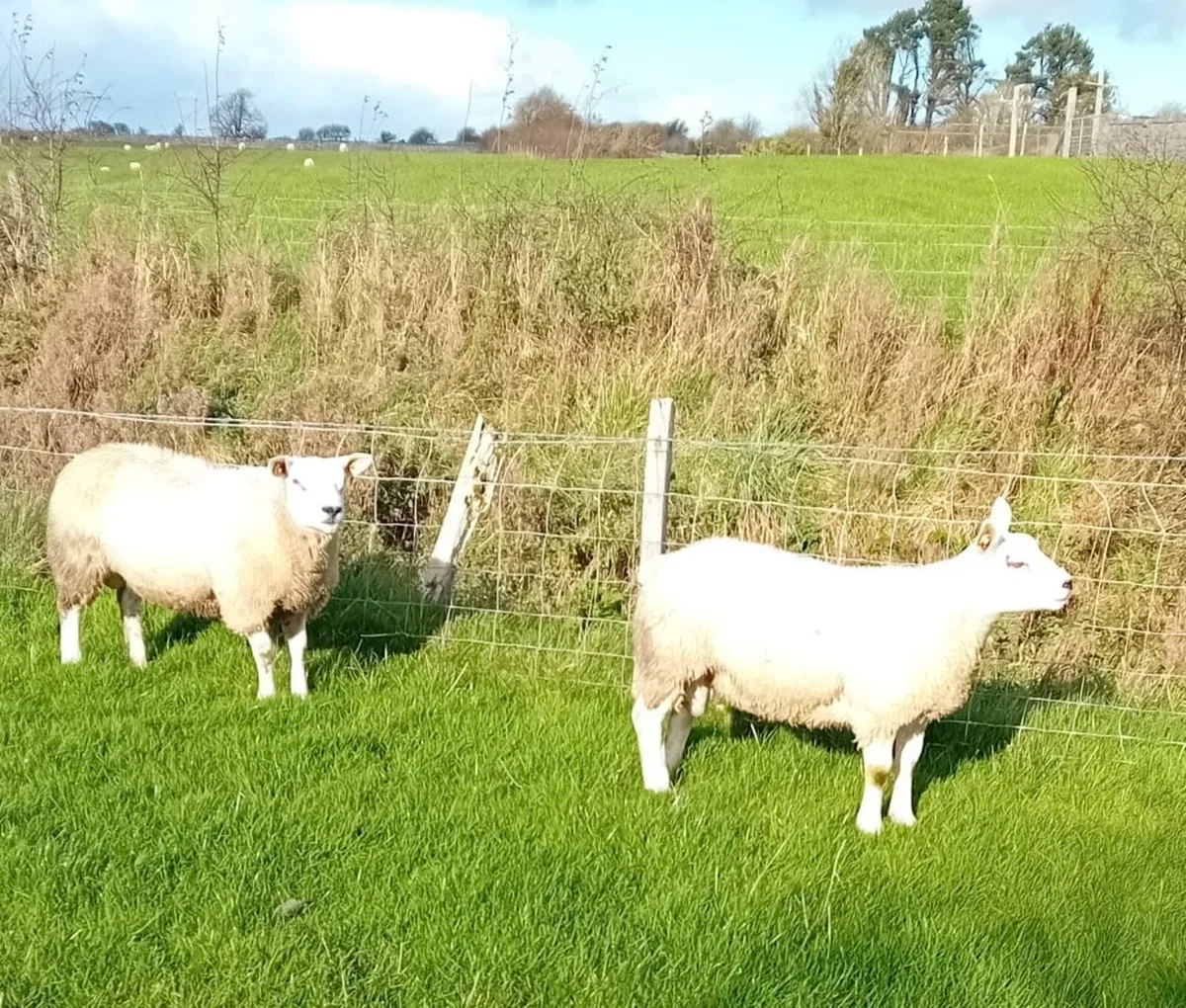 Texel Ram Lambs - Image 2