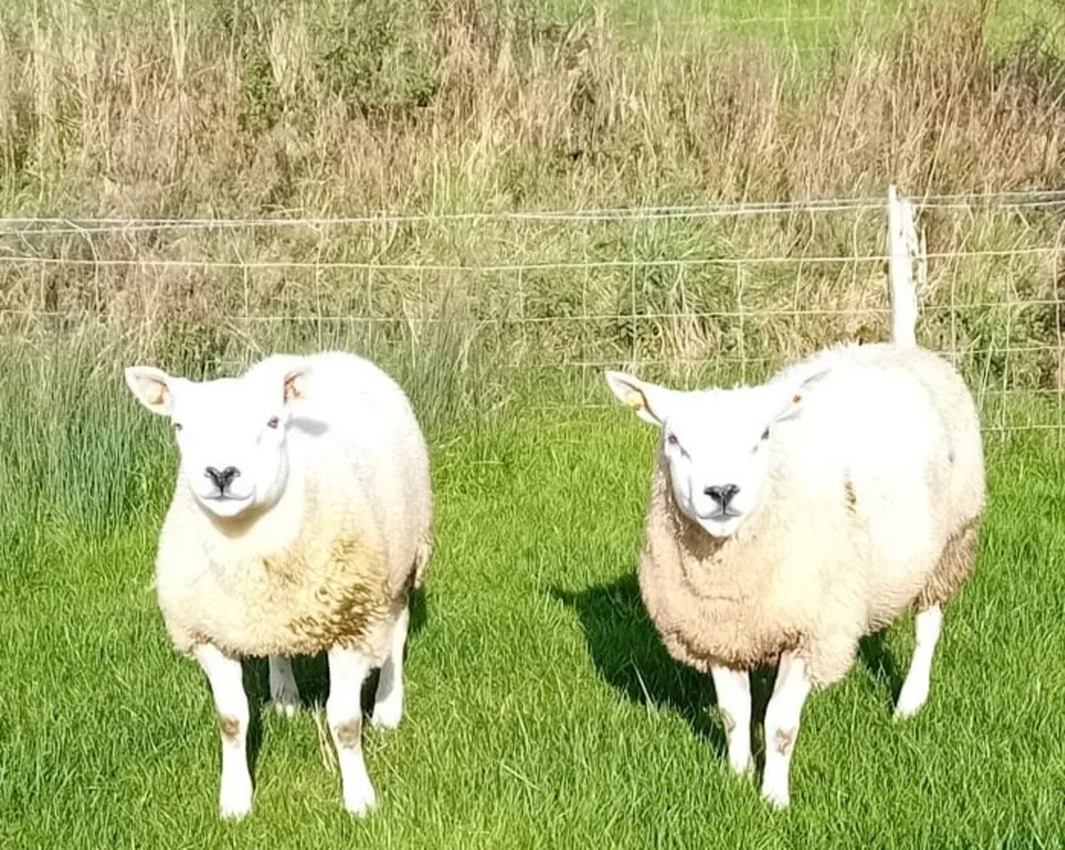 Texel Ram Lambs - Image 3