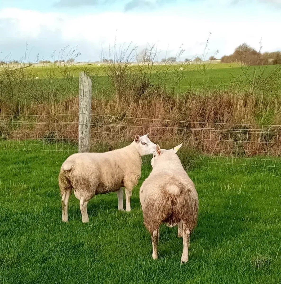 Texel Ram Lambs - Image 4