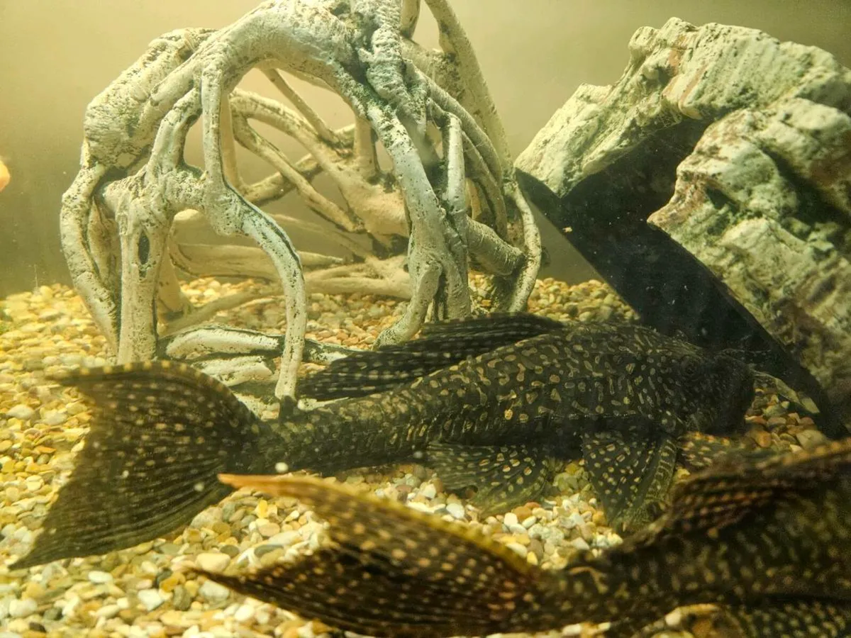 Pleco - Image 1