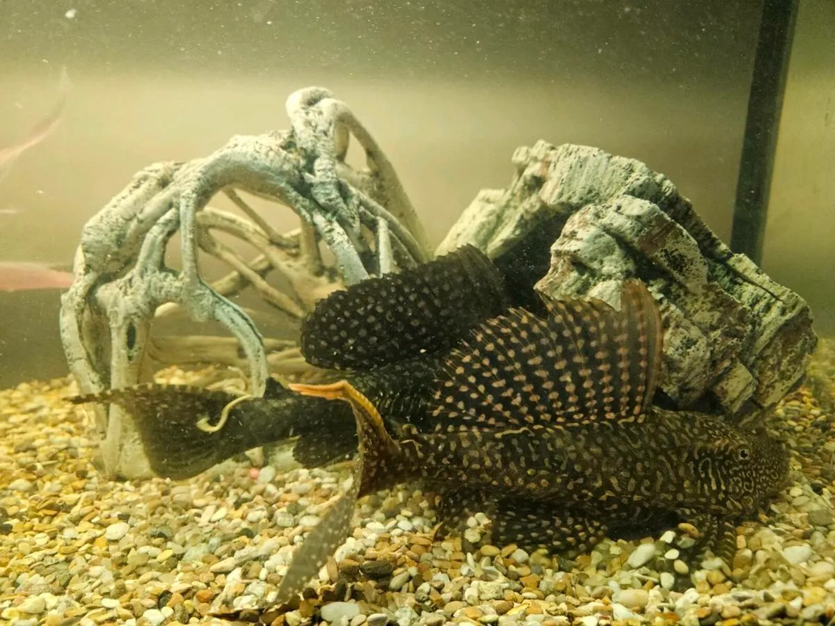 Pleco - Image 2