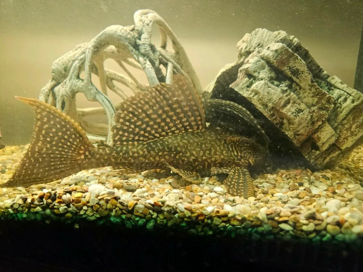 Pleco - Image 3
