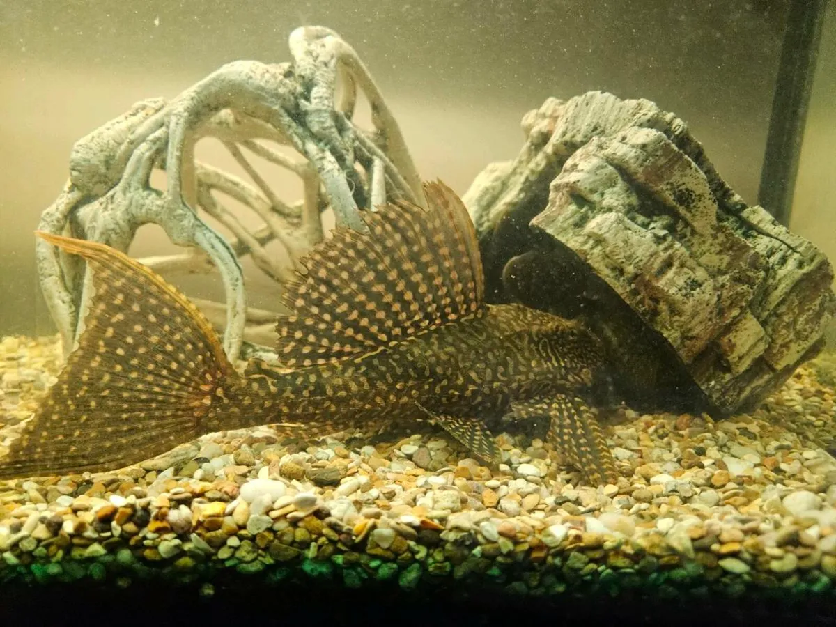 Pleco - Image 4