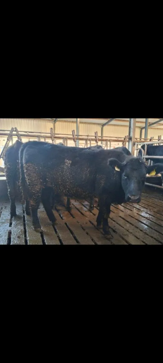 6 Aberdeen Angus heifers avg 430kg - Image 2