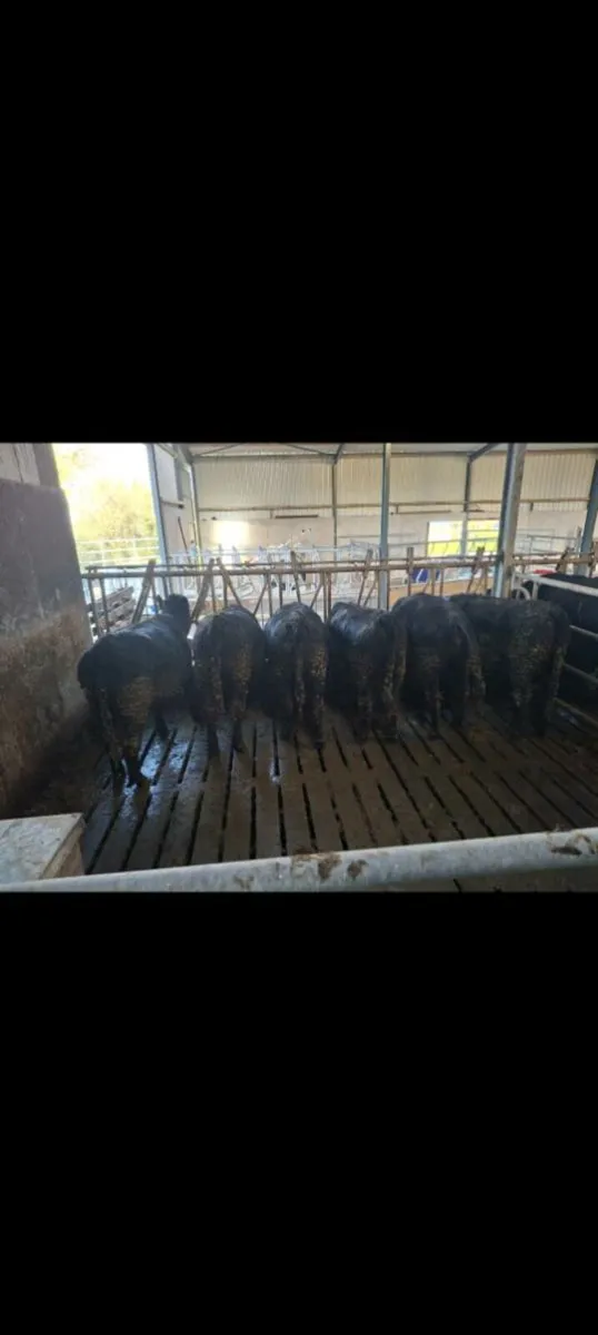 6 Aberdeen Angus heifers avg 430kg - Image 3