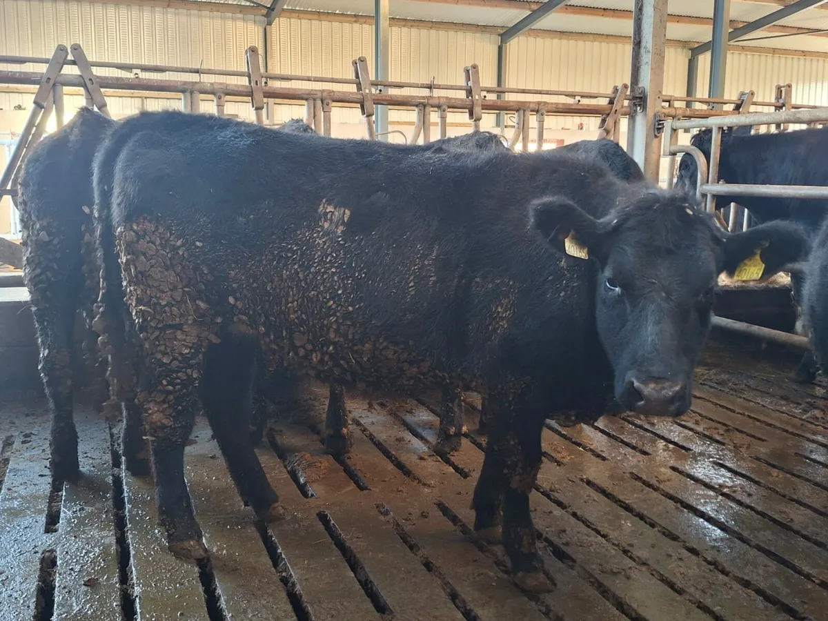 6 Aberdeen Angus heifers avg 430kg - Image 4