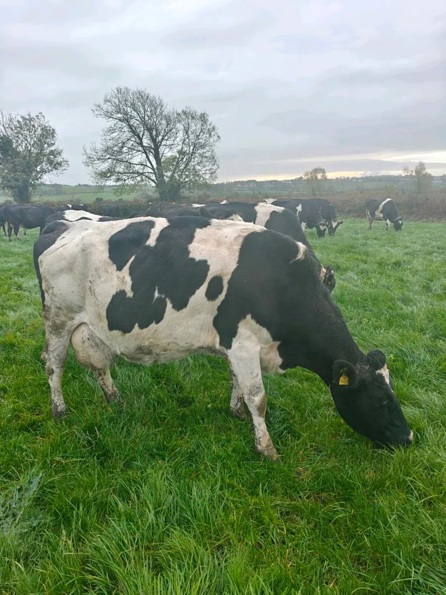 Incalf cows Apr/May calving - Image 1