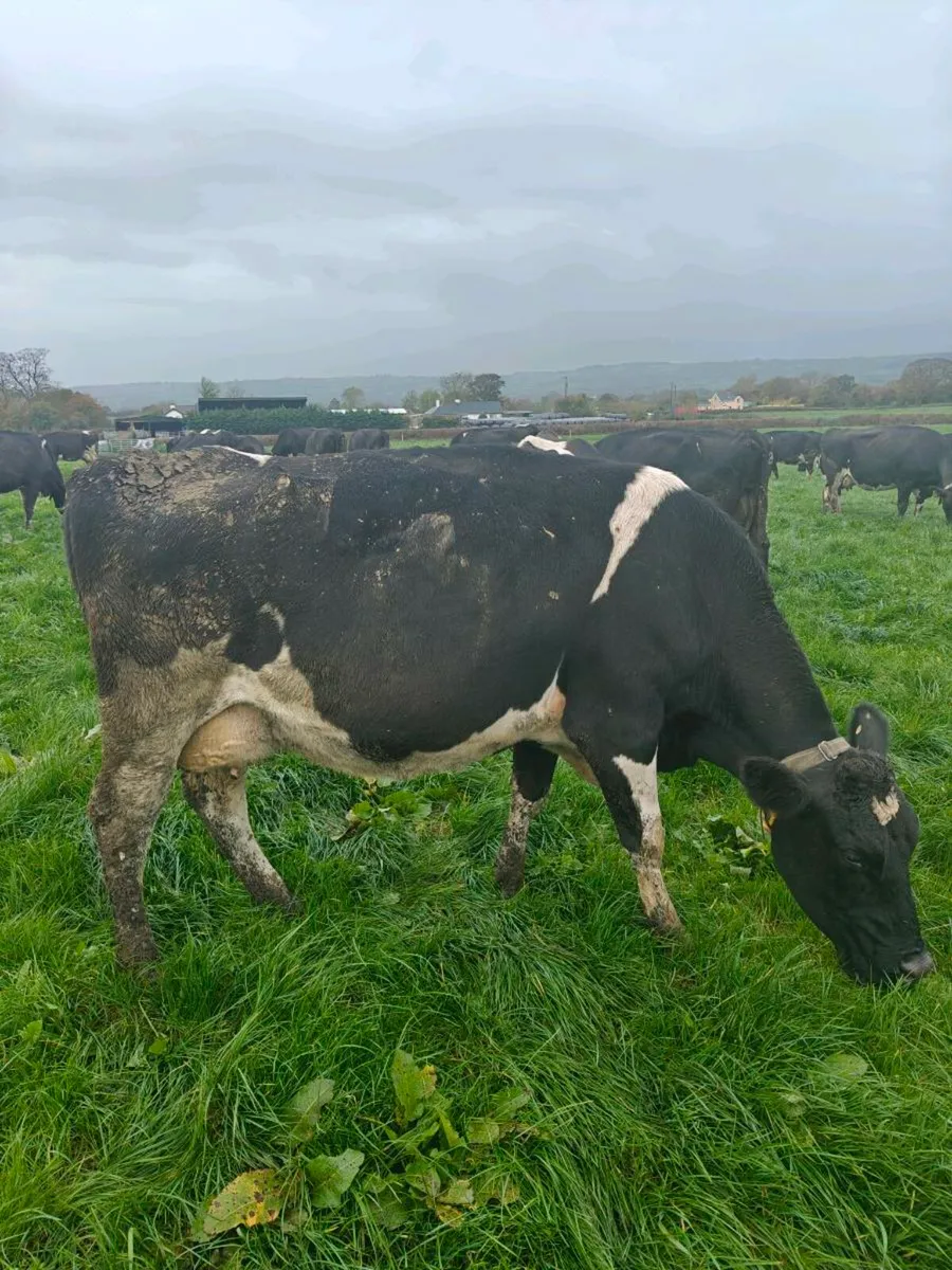 Incalf cows Apr/May calving - Image 2