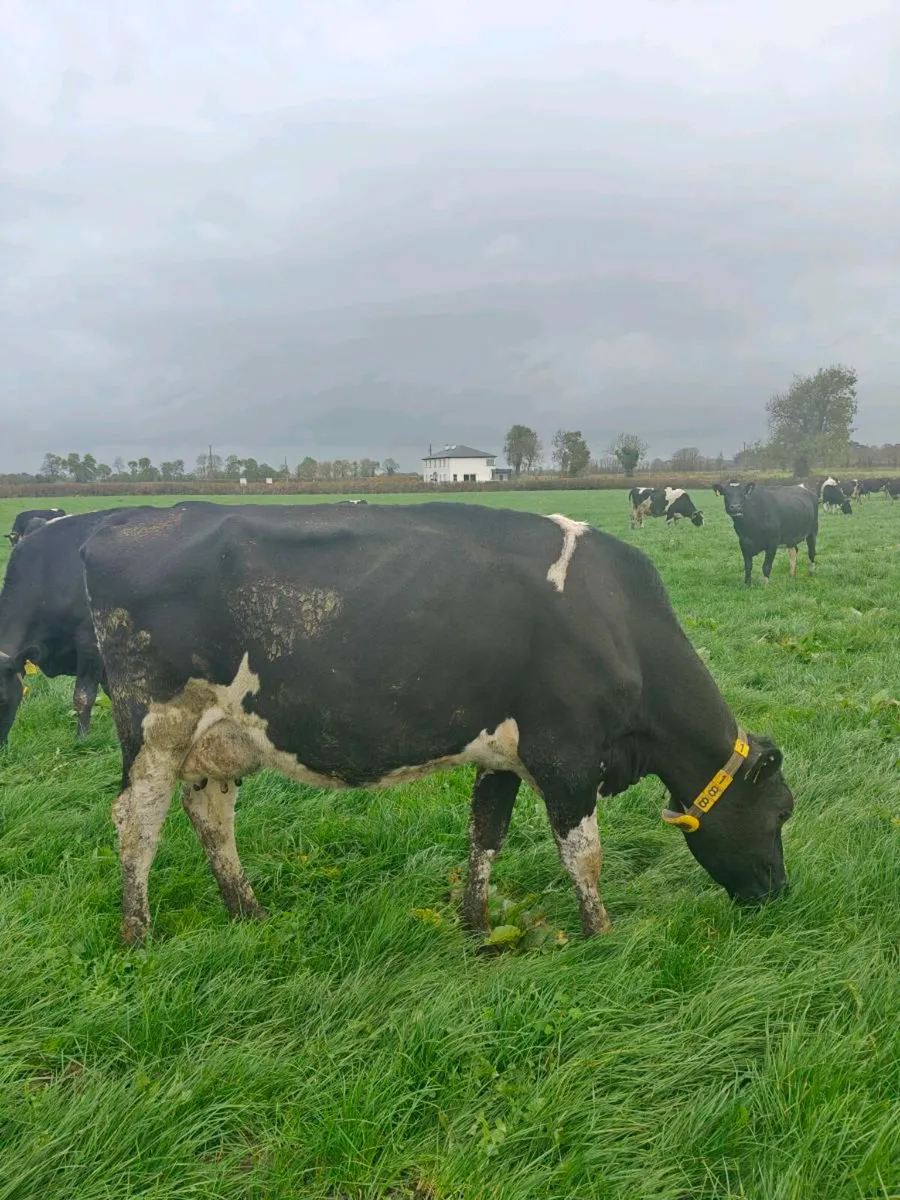Incalf cows Apr/May calving - Image 3