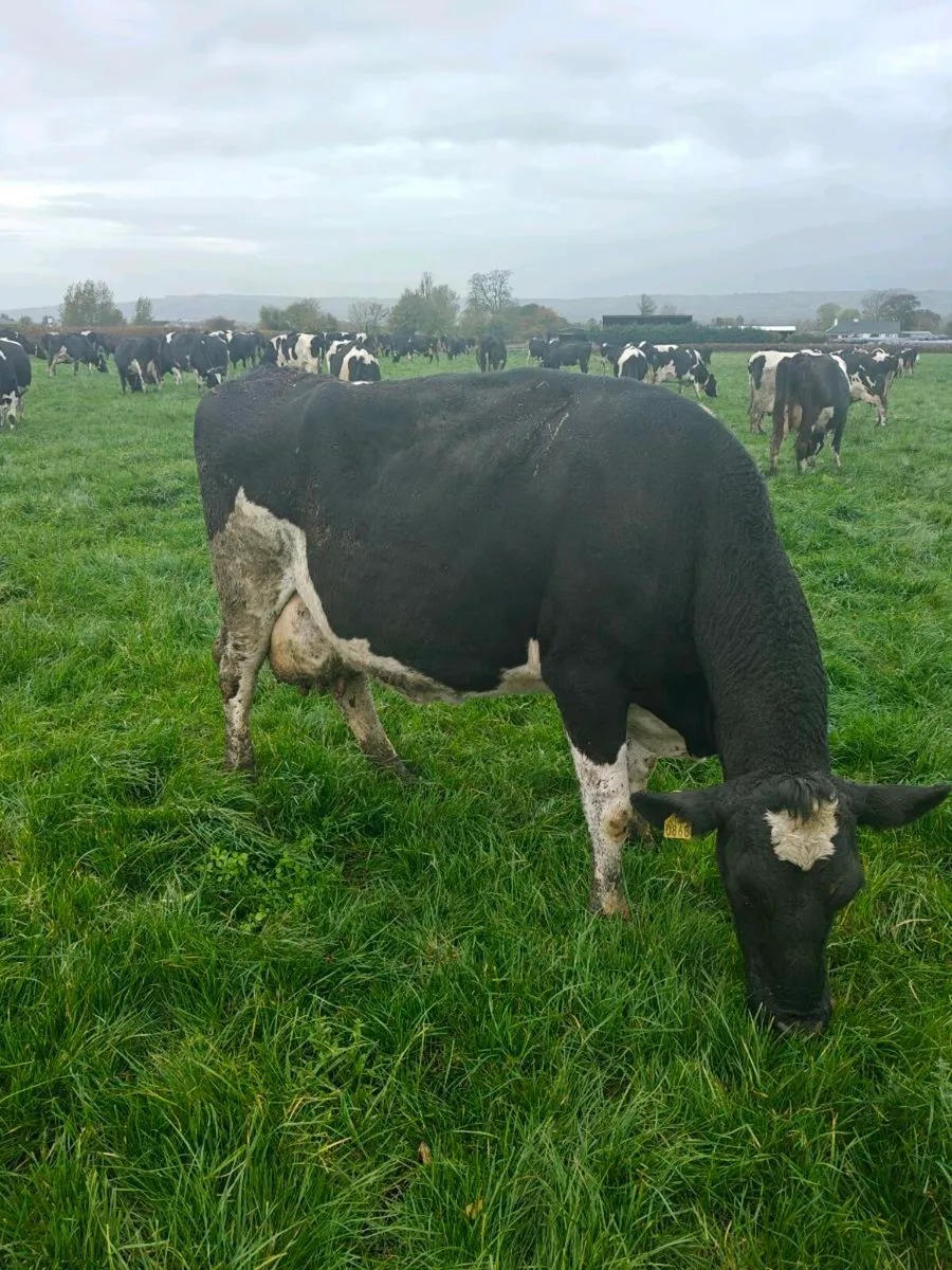 Incalf cows Apr/May calving - Image 4